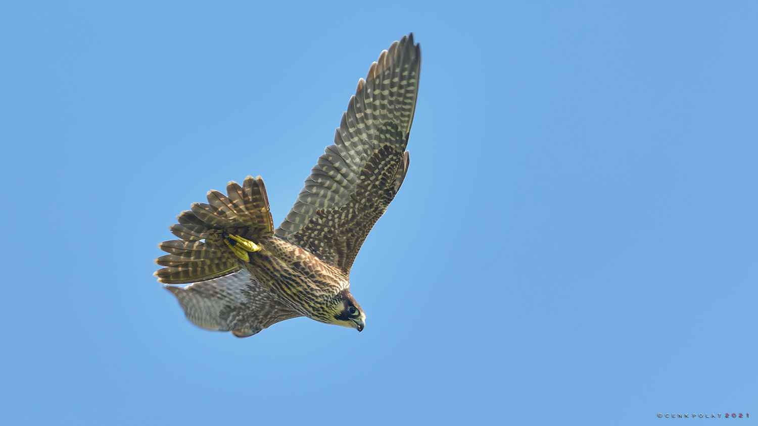 Peregrine Falcon